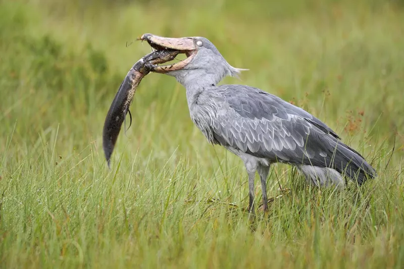 Shoebill with prey