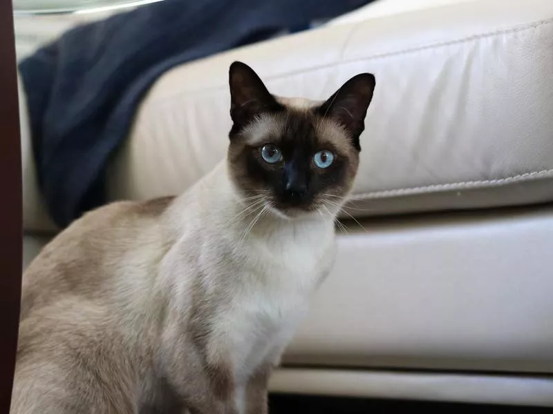 Tonkinese cat