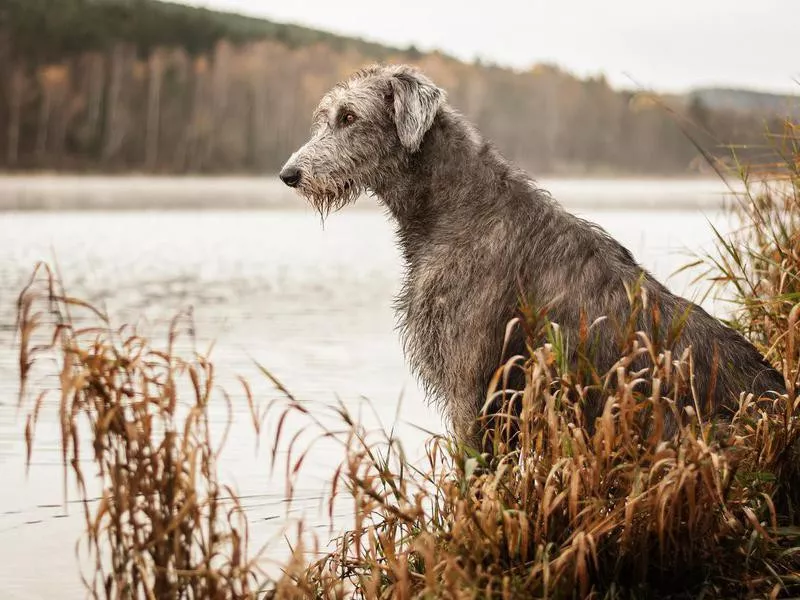 Irish Wolfhound