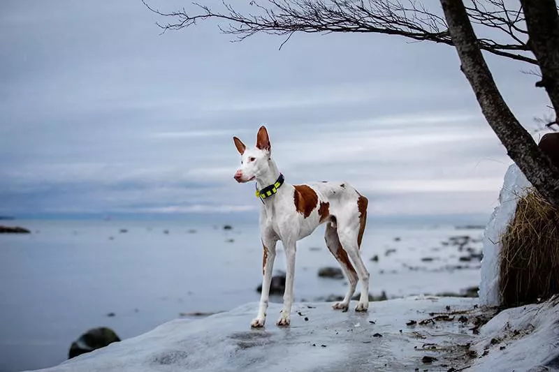 Ibizan Hound