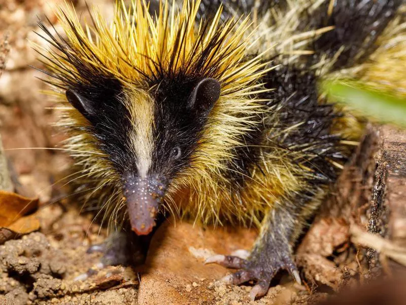 Lowland streaked tenrec in Madagascar