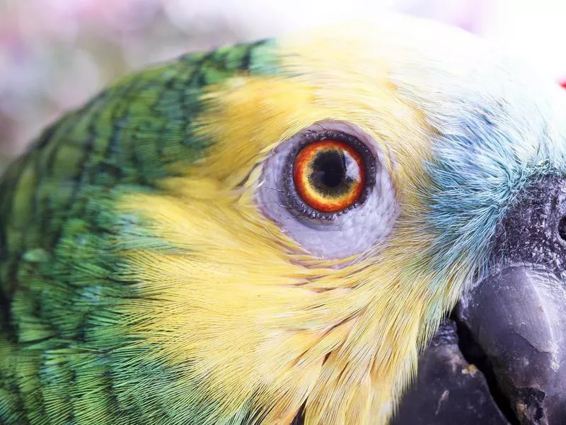 Blue Fronted Amazon