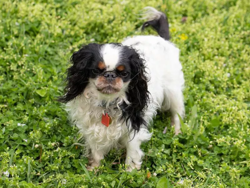 English Toy Spaniel