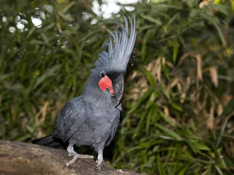 Black Palm Cockatoo