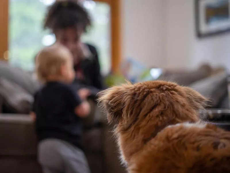 Dog watching kids and woman