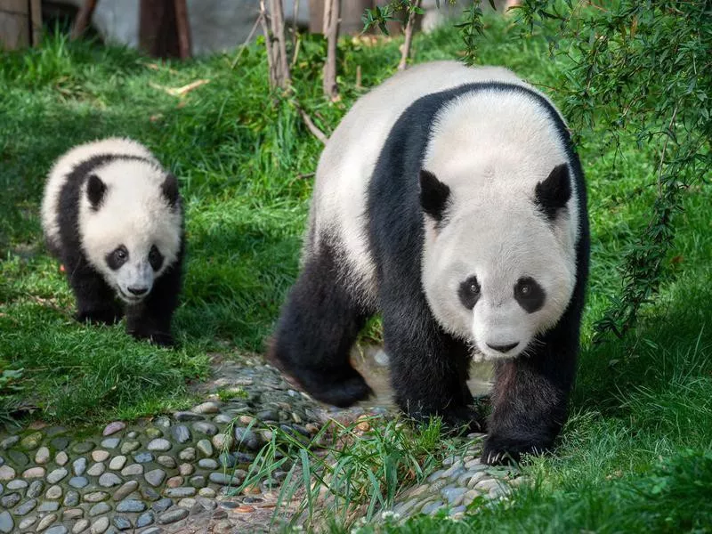 Panda bears walking