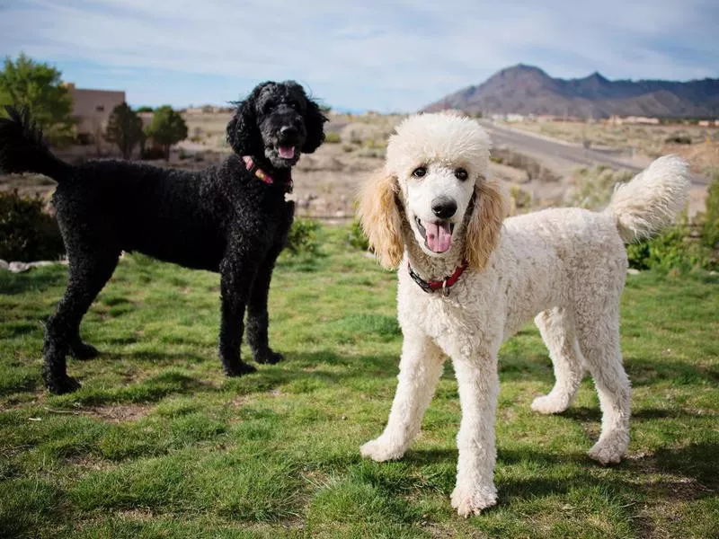 Standard Poodle