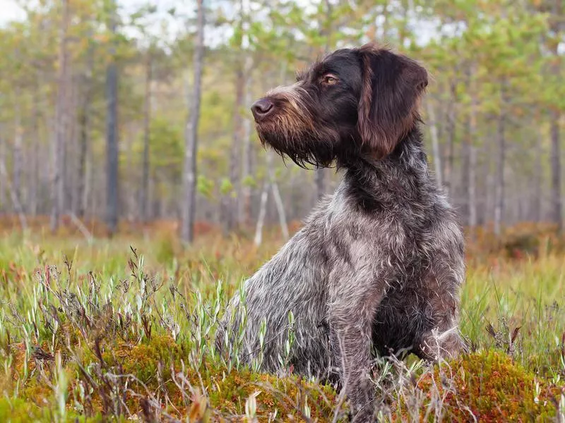 German Wirehaired Pointer