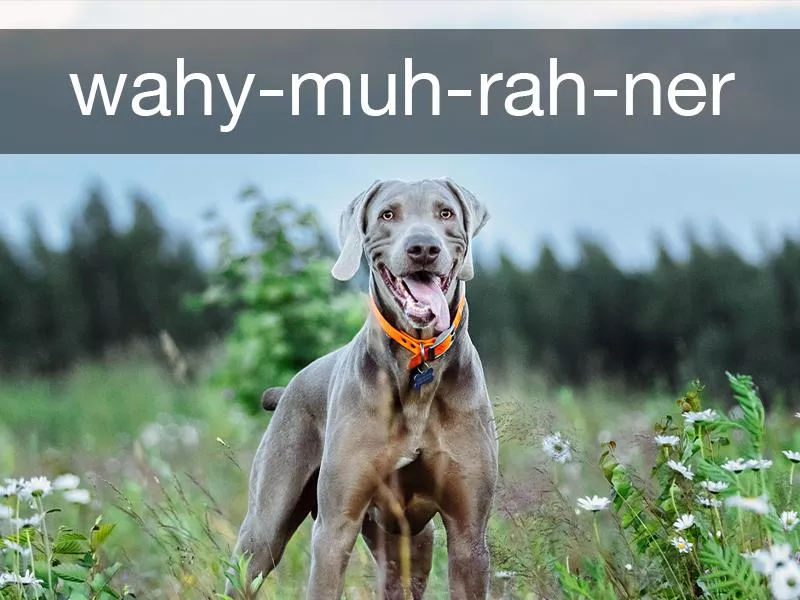 Weimaraner