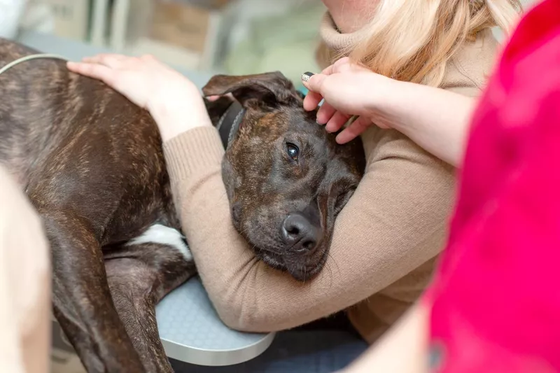 Doctor veterinarian makes an ultrasound and cardiogram of the heart of a dog in the office of a veterinary clinic