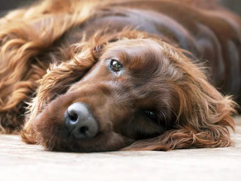 Irish Setter