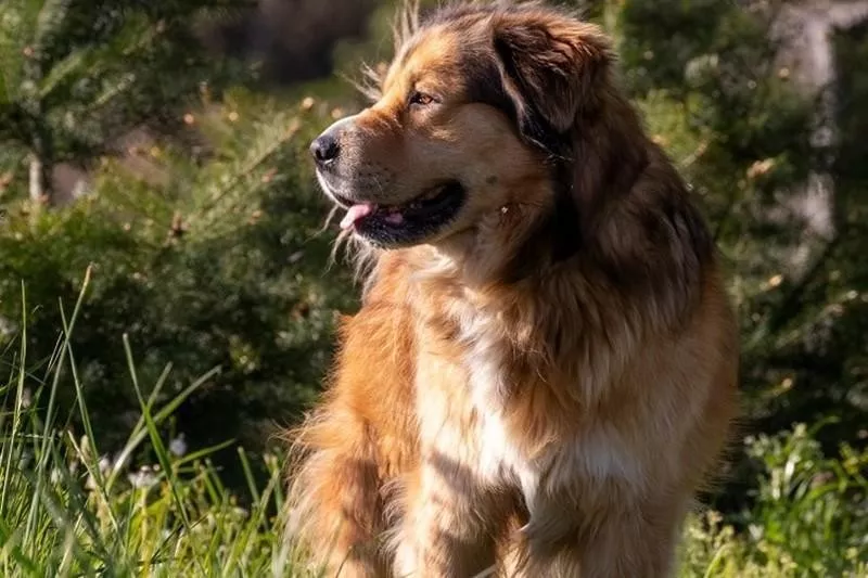 Golden Shepherd