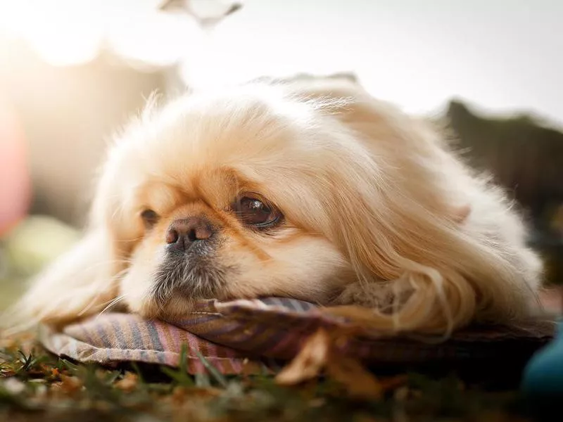 Pekingese