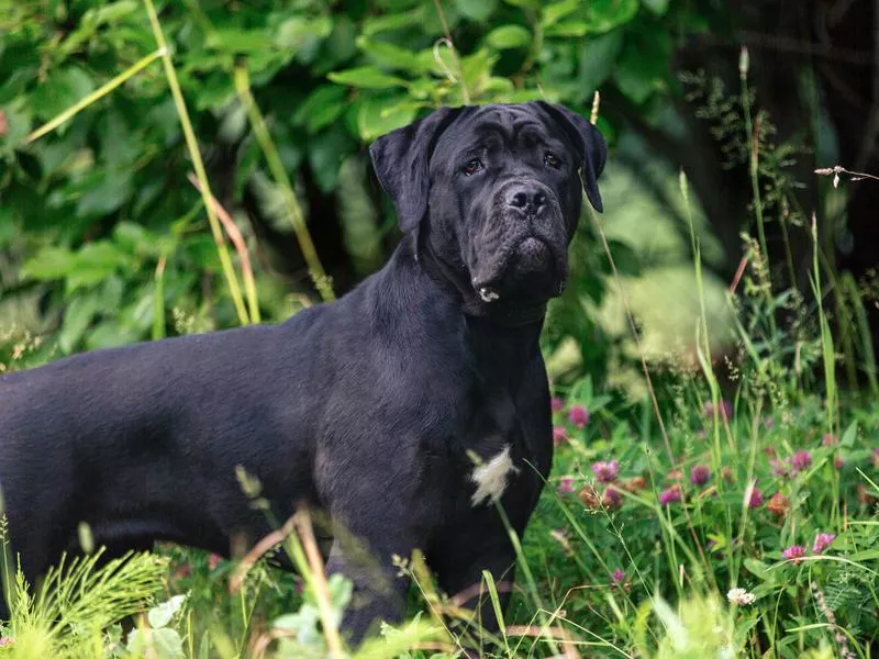 cane corso