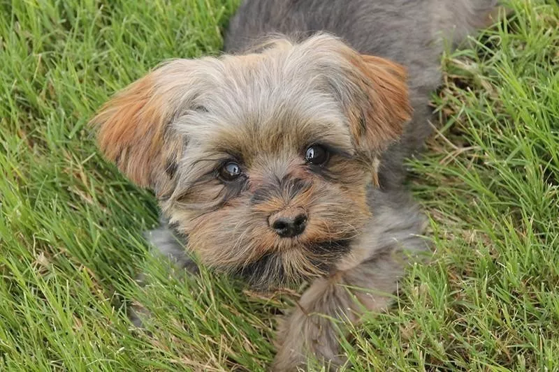 Morkie