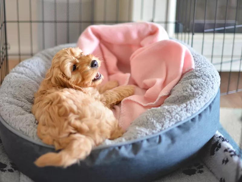 Crate training puppy