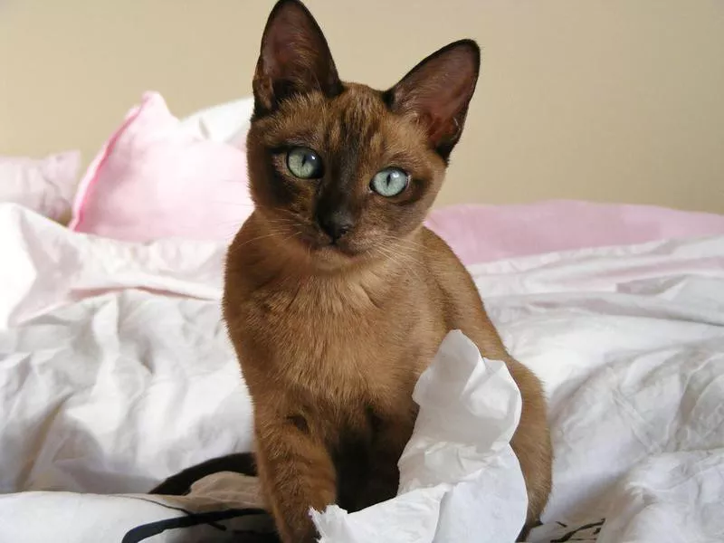 Tonkinese