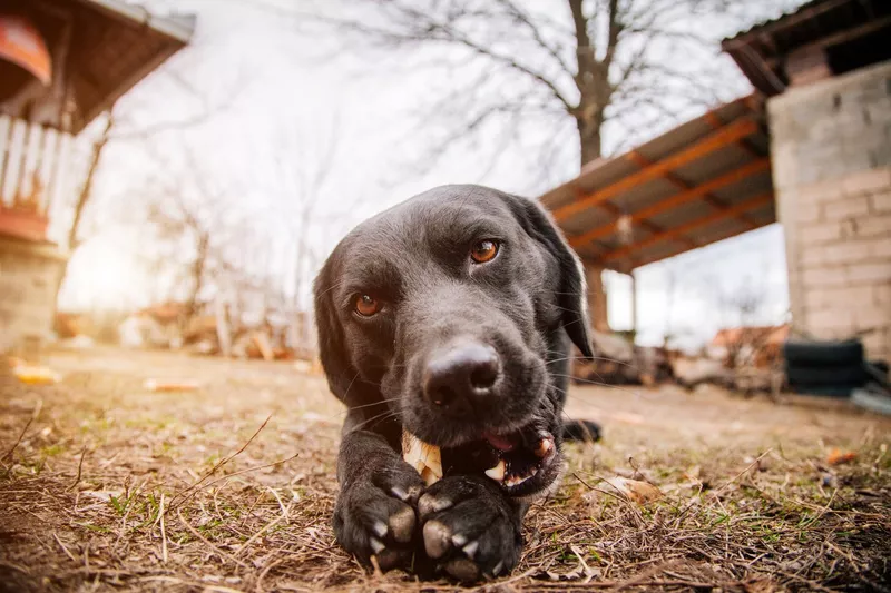 Dog eating a bone