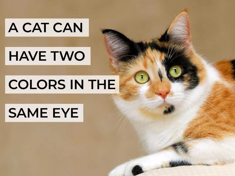 A Cat Can Have Two Colors in the Same Eye