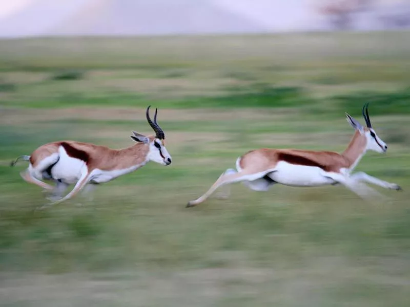 Springboks