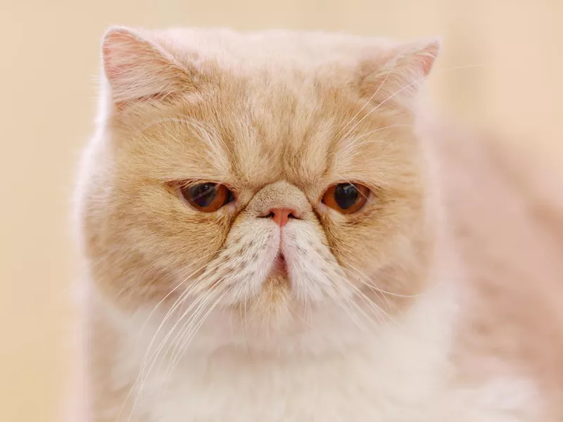 Exotic Shorthair