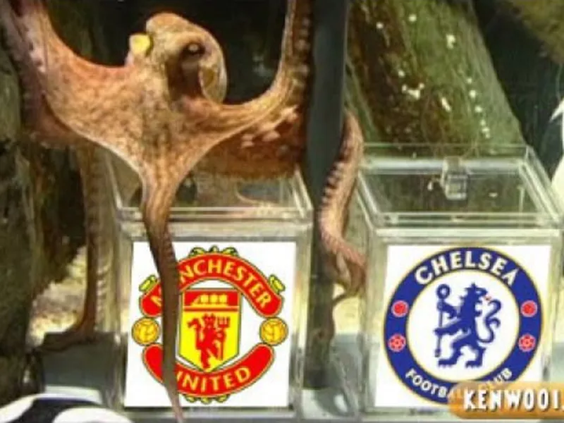 Paul the Octopus