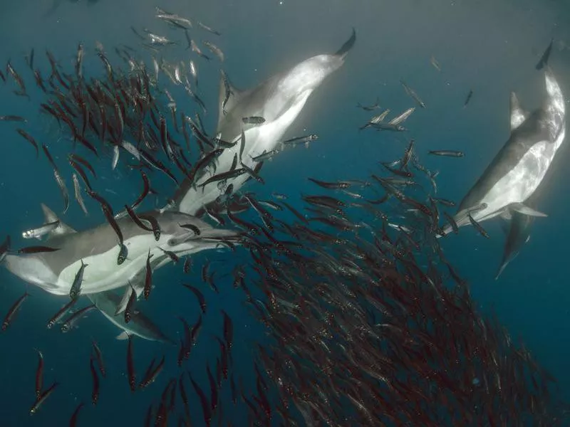 Dolphins Eating Sardines