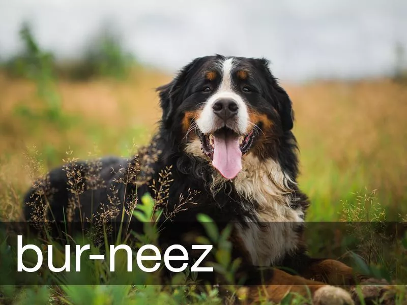 Bernese Mountain Dog