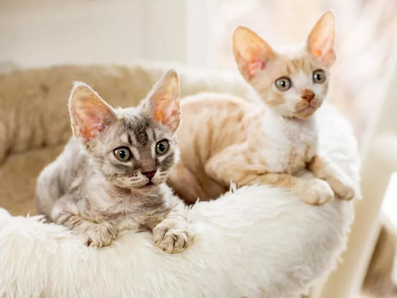 Cornish Rex