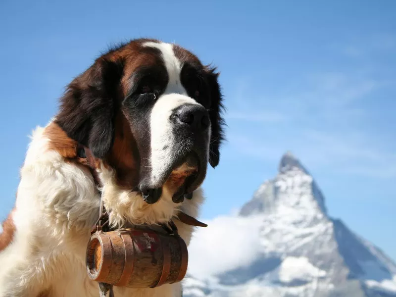 St. Bernard rescue dog