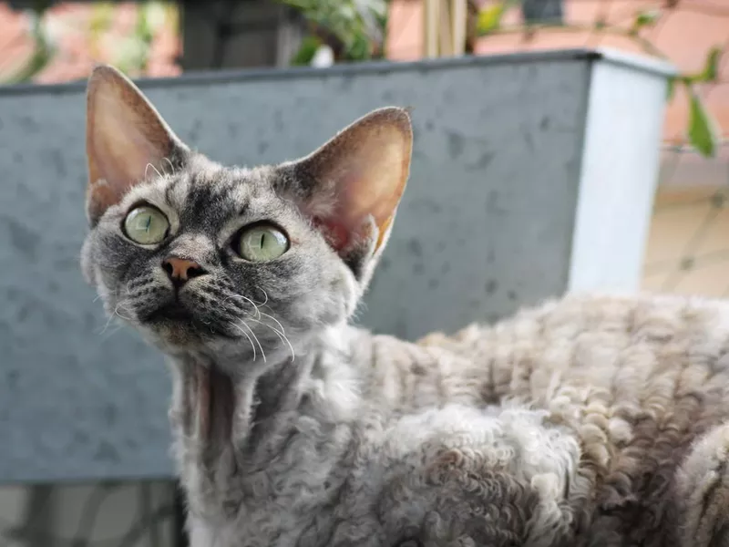 Devon rex cat