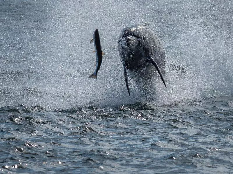 Bottlenose Dolphin Catching Salmon