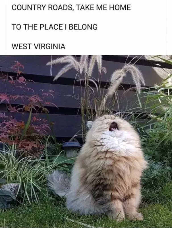 Cat singing