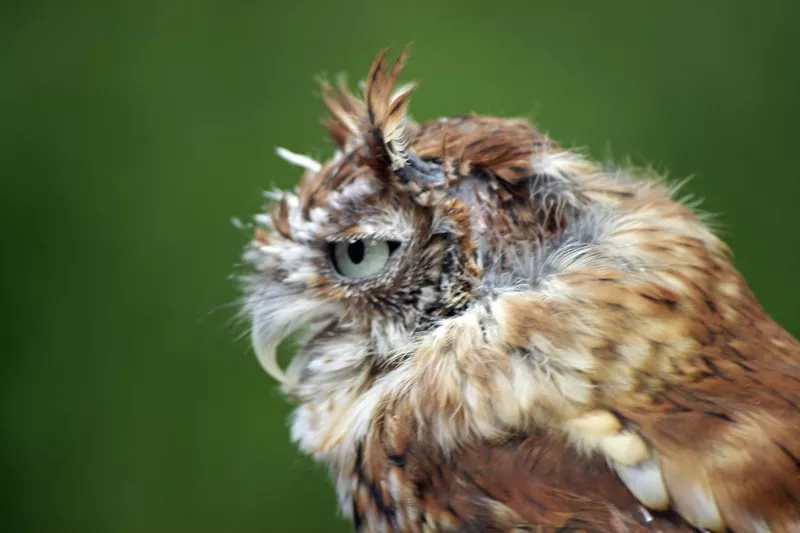 Eastern screech owl