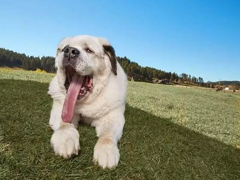 mochi longest tongue