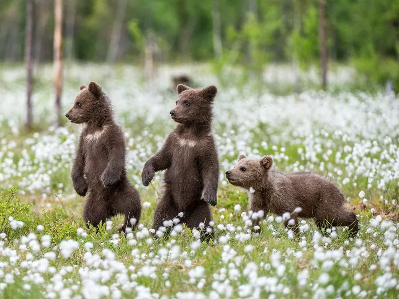 Brown bear cubs playing on the field among white flowers