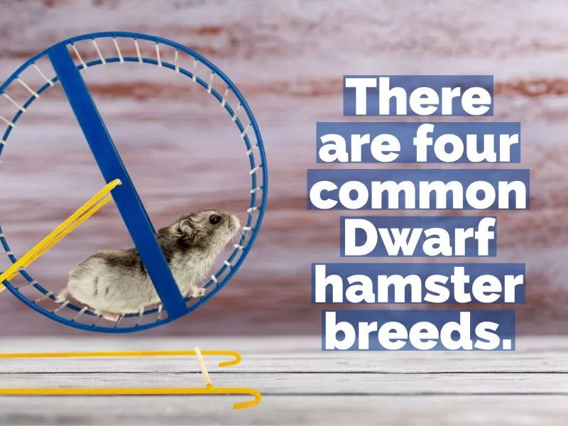 hamster