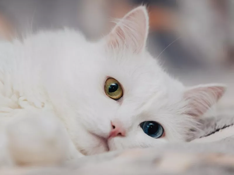 Turkish Angora