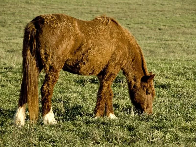 American Bashkir Curly Horse