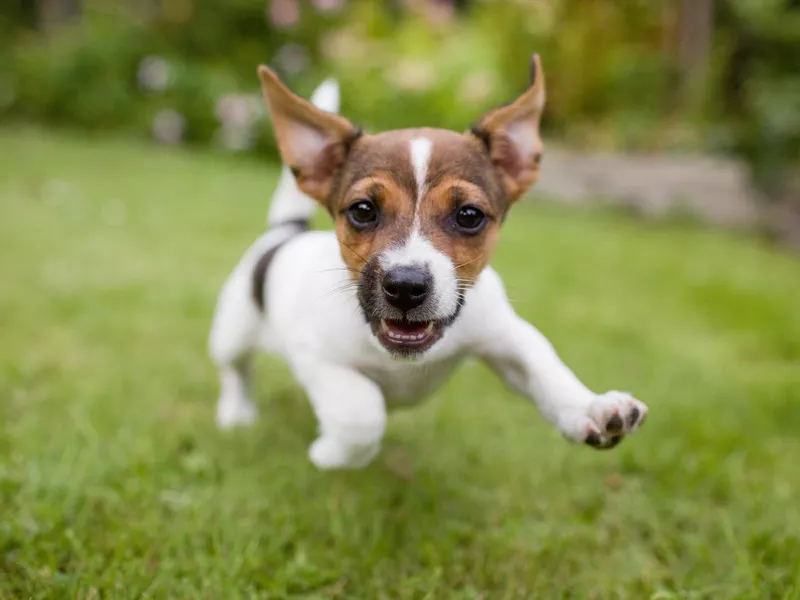 Happy Dog