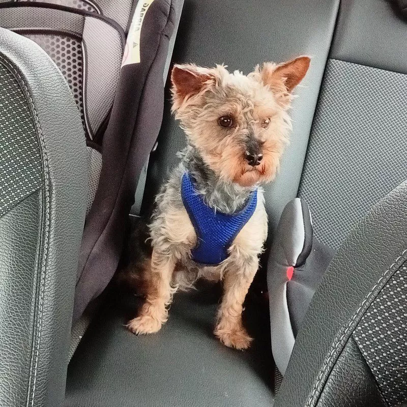 Yorkie Poo in the car