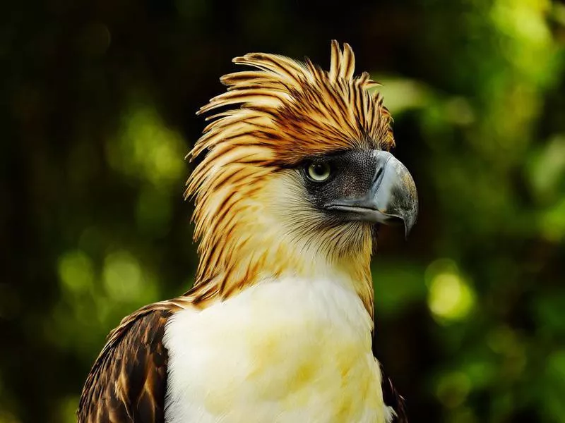 Philippine Eagle