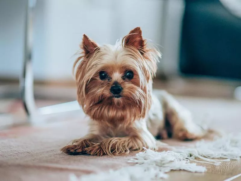 Funniest Dog Yorkshire Terrier