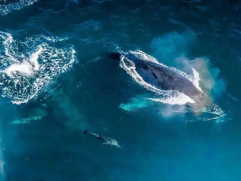 Dolphins in Puerto Escondido