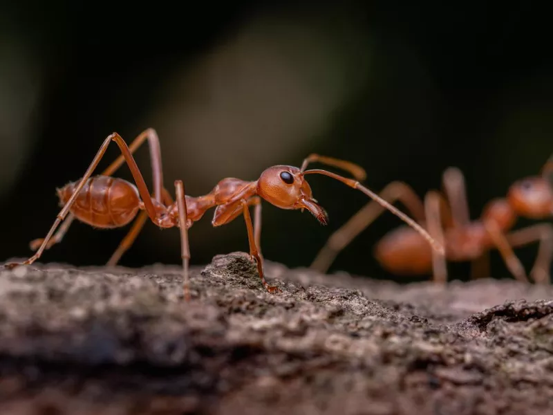 Red ant in nature