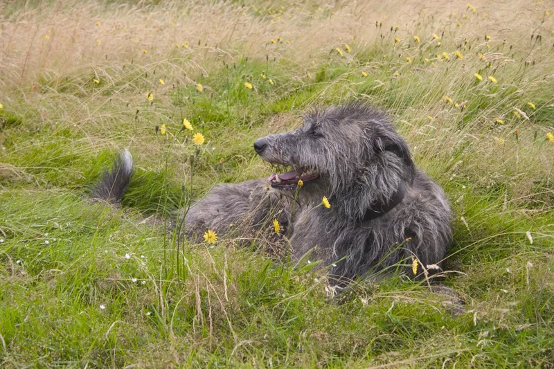 Deerhound