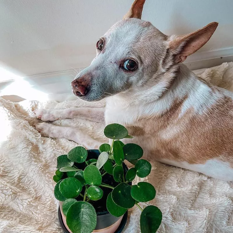 Friendship Plant (Pilea Involucrata)