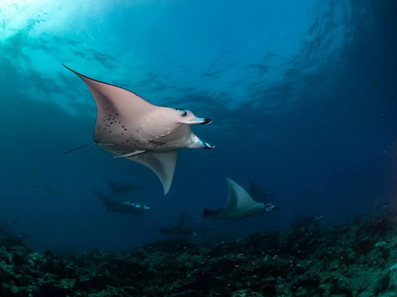 Underwater world of the Maldives