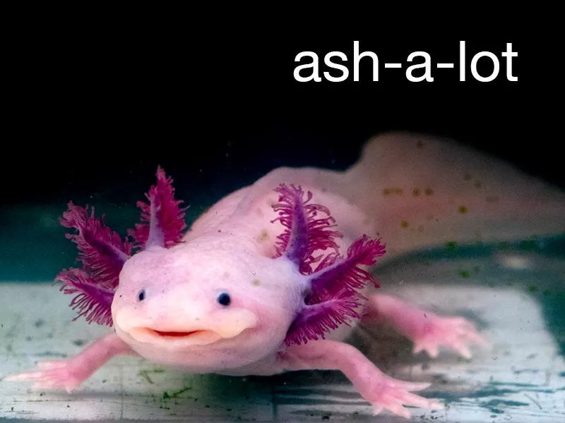 Axolotl