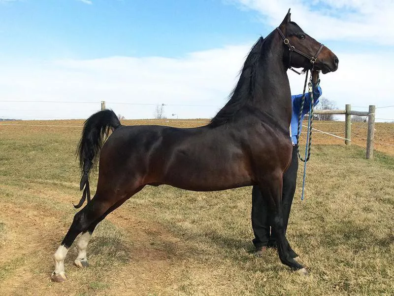 Morgan Horse